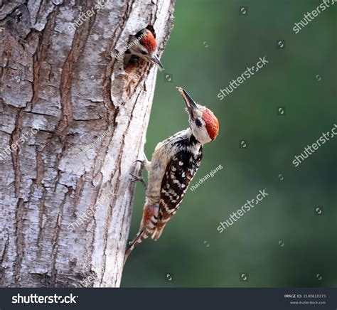 8,780 Feeding Woodpecker Images, Stock Photos & Vectors | Shutterstock