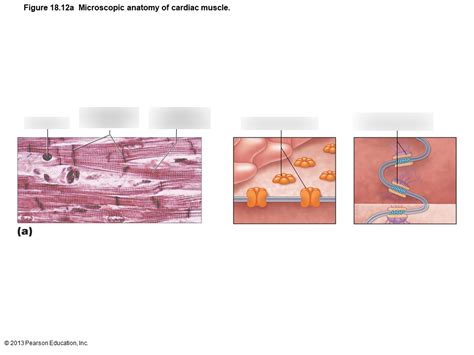 Microscopic Cardiac Muscle Anatomy Diagram Quizlet