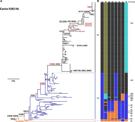 Frontiers The V223i Substitution In Hemagglutinin Reduces The Binding