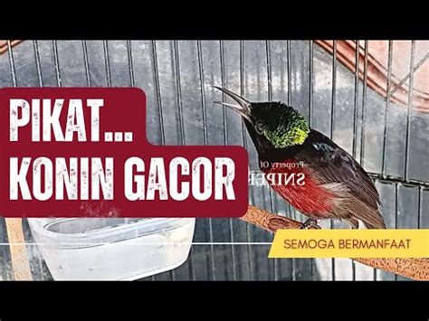 Suara Pikat Konin Gacor Jumbo Bikin Konin Liar Langsung Nyamperin