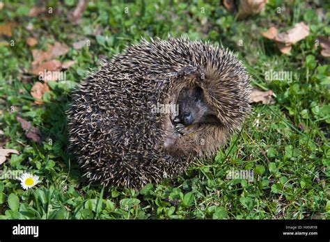 Igel Nach Dem Winterschlaf Igel Nach Dem Winterschlaf Stockfotografie