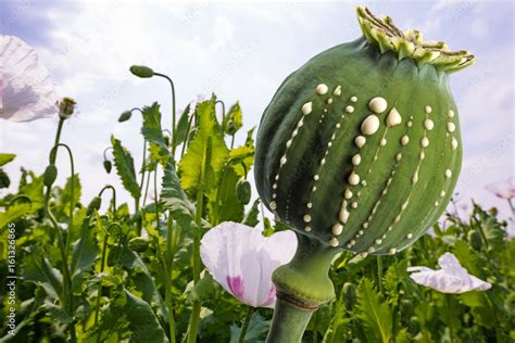 Opium Latex Flows From Immature Macadamia Poppy Seed Papaver