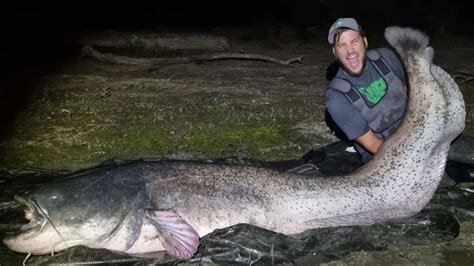 Angler Zieht 100 Kilo Schweren Riesen Wels Aus Dem Rhein