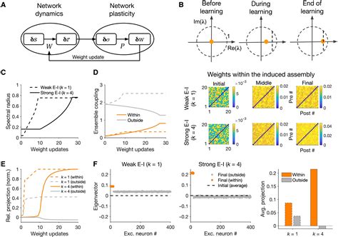 Excitatory Inhibitory Balance Modulates The Formation And Dynamics Of