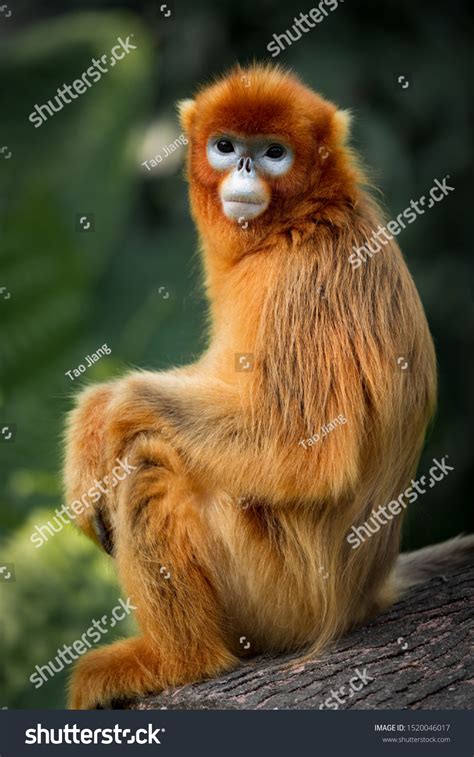 Snub Nosed Monkey Portrait Stock Photo 1520046017 | Shutterstock