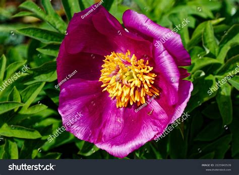 Paeonia Officinalis Banatica Form Socalled Common Stock Photo