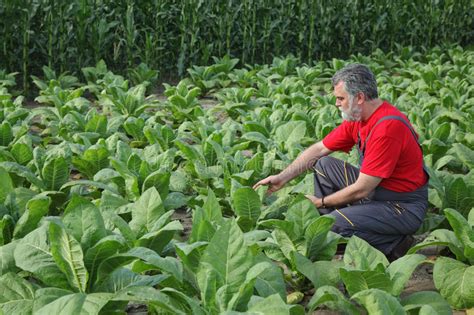 Rolnik Lub Agronom Egzamininuje Soi Bobowej Uprawy W Polu Zdj Cie Stock