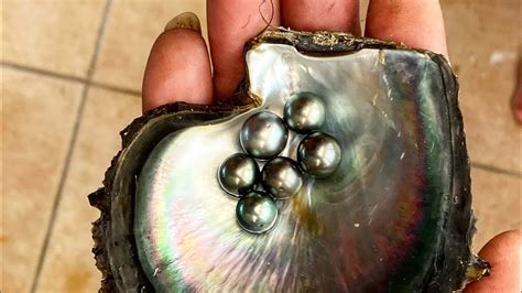 Diving For The Most Expensive Pearls On Earth YouTube