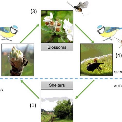 Diagrammatic Representation Of The Life Cycle Of The Apple Blossom