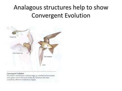 PPT - Homologous Vs. Analogous Structures PowerPoint Presentation, free download - ID:2285403