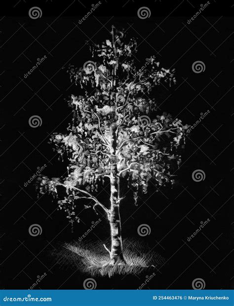 Tall Birch Tree. Pencil Drawing Stock Image | CartoonDealer.com #234475711