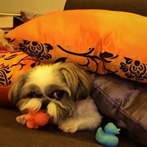 Temperamento Shih Tzu Os Traços De Personalidade Mais Comuns Shih