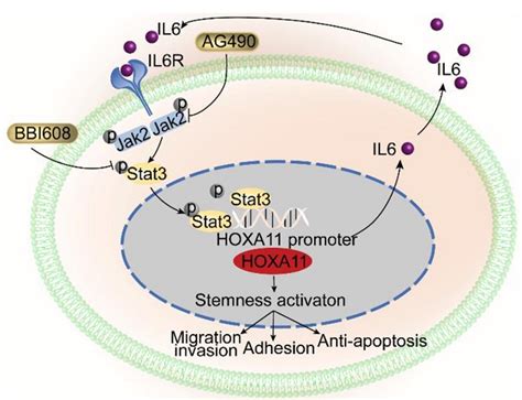 A Self Enforcing Hoxa11stat3 Feedback Loop Promotes Stemness