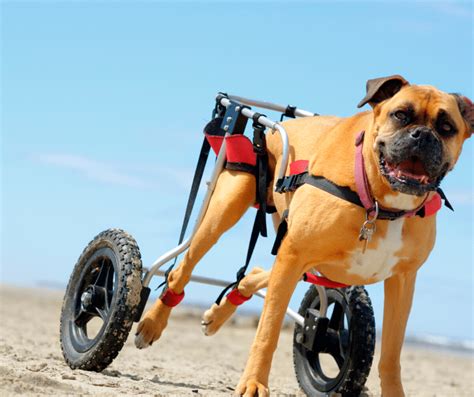 Cadeira De Rodas Para Cachorro Tudo O Que Voc Precisa Saber