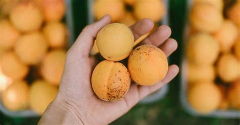 9 Health And Nutrition Benefits Of Apricots