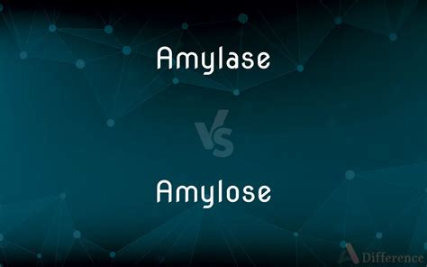 Amylase Vs Amylose — Whats The Difference