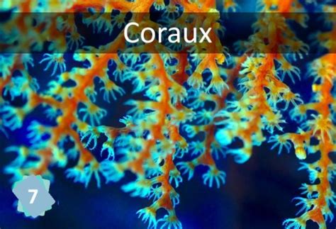 Coraux Mini fresques et Conférences Actives Multimédias de l APP