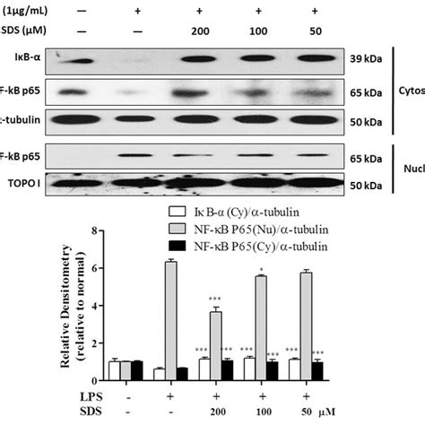 Effect Of SDS On LPS Induced I B Degradation And NF B Activation In