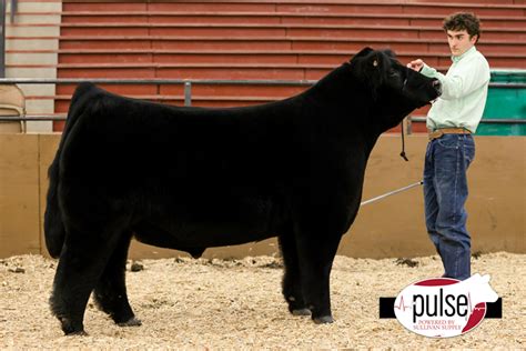 Sioux Empire Livestock Show Top Market Beef The Pulse