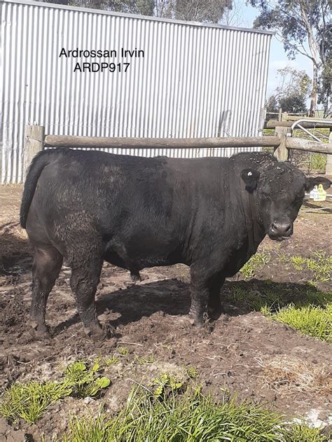 Australian Lowline Cattle And Genetics For Sale Alca