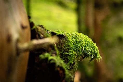 Moss In The Lush Norwegian Forest 05 2023 Philipp Heinemann Flickr