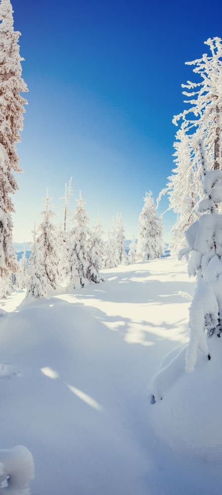 冬季 雪 树 雪地 风景 手机 桌面壁纸彼岸桌面