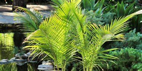 Why Does My Majesty Palm Have Brown Tips? | How To Fix It