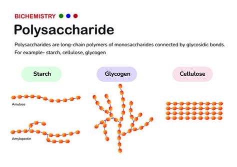 รปภาพPolysaccharide เลอกดภาพถายสตอก เวกเตอร และวดโอ1 943