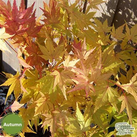 Buy Acer Palmatum Orange Dream Japanese Maple In The Uk