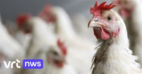 Opnieuw Vogelgriep Vastgesteld Bij Pluimveebedrijf In Wervik VRT NWS