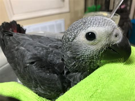 New Pic Of Baby Charlie Timneh African Grey 💖 Rparrots