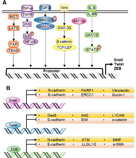 Key Intracellular Pathways And Transcriptional Target Genes Of Emt Tfs