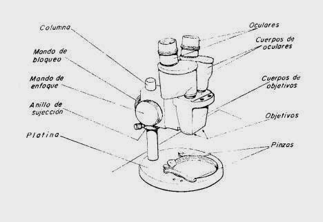 Metodos De La Ciencia 2014 Reconocimiento Y Manejo Del Microscopio Y