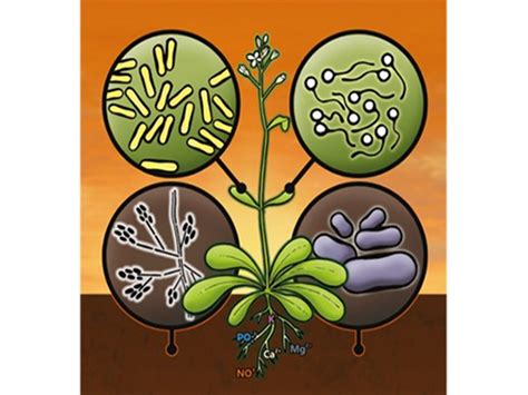 Control Biol Gico De Enfermedades De Plantas En Entornos Cambiantes