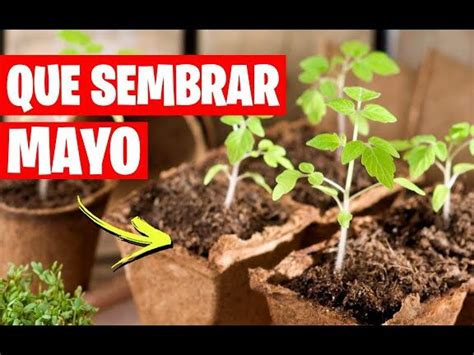 Guía completa de siembra en mayo en Colombia Descubre qué plantar y