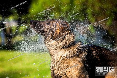How Do Dogs Shake Off Water