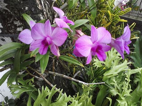 Indonesia Orchids | Intimate Indonesia