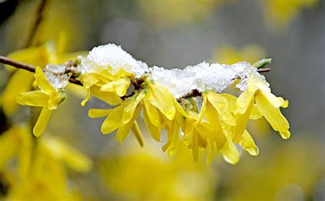 3朵第一花雪 库存照片 图片 包括有 首先 生态 结构树 开花 本质 晴朗 工厂 叶子 融解 2127700