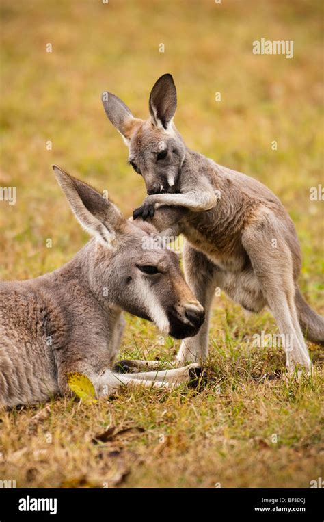 Kangaroo Joey Newborn