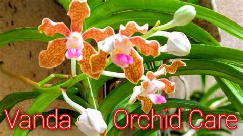 How To Grow And Care Vanda Orchids Easily At Your Home Bengali Easy Step For Beginners Youtube