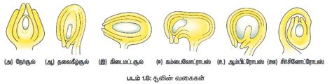 சலன வககள பண இனபபரககப பகத சலகவடடம Types of Ovules