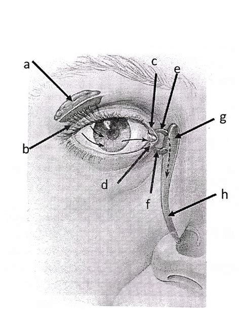 Lacrimal Apparatus Diagram Quizlet