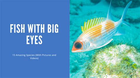 Fascinating Adaptations of Fish with Big Eyes – Nature Blog Network