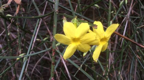 Jasmin D Hiver Ou Jasmin Fleurs Nues Ou Jasminum Nudiflorum Les