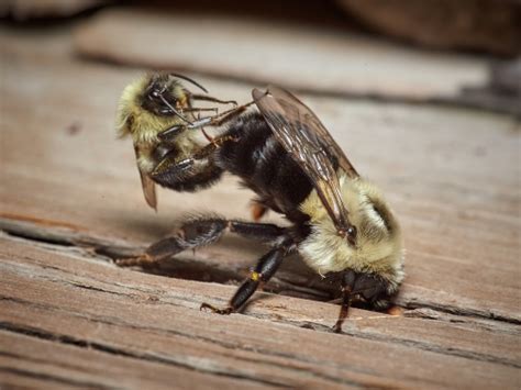 Drone Honey Bees