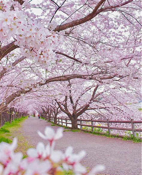 Cherry Blossom Tree Aesthetic | Images and Photos finder