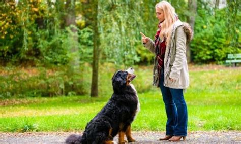 Apprendre Assis Son Chien Les Meilleures Astuces