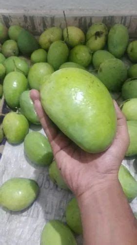 Green Organic Alphonso Mango Carton Packaging Size 10 Kg At Rs 90 Kg