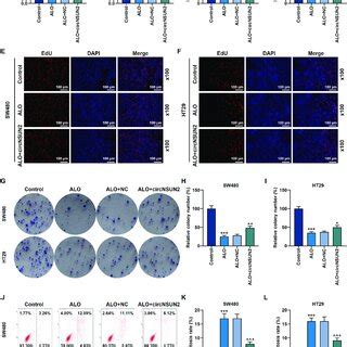 Overexpression Of CircNSUN2 Partially Offset The Suppression Of ALO On