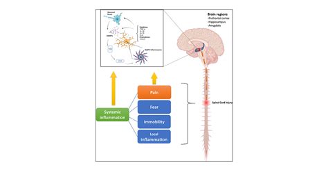 role  nlrp inflammasome  post spinal cord injury anxiety